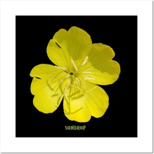 Sundrop Flower Posters and Art